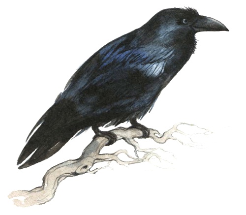 Иллюстрация к книге — Лето разноцветно-косолапое [i_015.jpg]