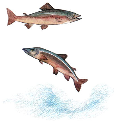 Иллюстрация к книге — Лето разноцветно-косолапое [i_019.jpg]