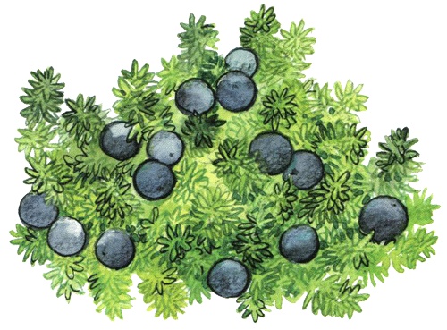 Иллюстрация к книге — Лето разноцветно-косолапое [i_022.jpg]