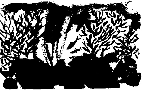 Иллюстрация к книге — Правдивая история про девочку Эмили и ее хвост [img01.jpg]