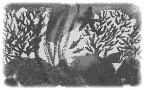 Иллюстрация к книге — Правдивая история про девочку Эмили и морское чудовище [img17.jpg]