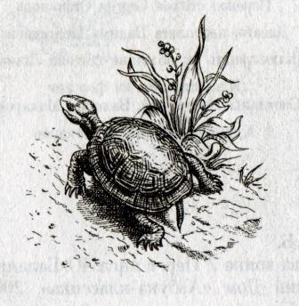 Иллюстрация к книге — Клятва воина [i_002.jpg]