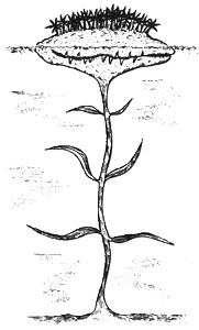 Иллюстрация к книге — 13 1/2 жизней капитана по имени Синий Медведь [i_042.jpg]