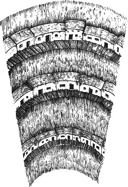 Иллюстрация к книге — 13 1/2 жизней капитана по имени Синий Медведь [i_107.jpg]