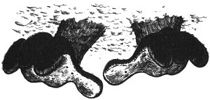 Иллюстрация к книге — 13 1/2 жизней капитана по имени Синий Медведь [i_125.jpg]