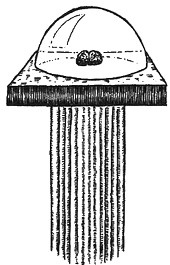 Иллюстрация к книге — 13 1/2 жизней капитана по имени Синий Медведь [i_155.jpg]