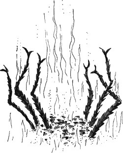 Иллюстрация к книге — 13 1/2 жизней капитана по имени Синий Медведь [i_171.jpg]