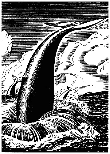 Иллюстрация к книге — Моби Дик, или Белый Кит [i_10.jpg]