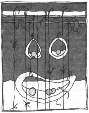 Иллюстрация к книге — Сейчас вылетит птичка! [i_006.jpg]