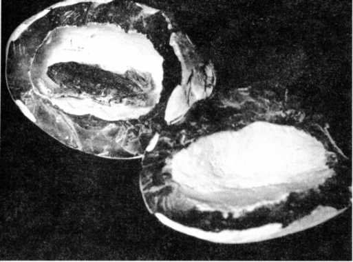 Иллюстрация к книге — Книга вампиров [i_064.jpg]