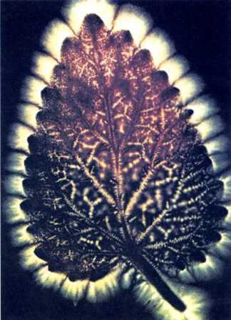 Иллюстрация к книге — Книга вампиров [i_108.jpg]