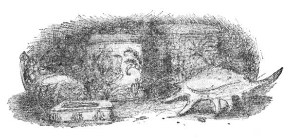 Иллюстрация к книге — Мария в поисках кита [i_003.jpg]