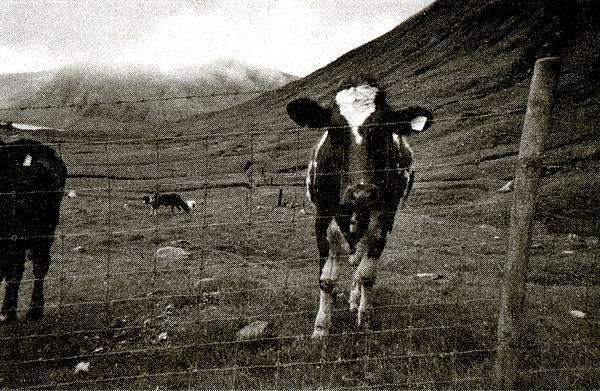 Иллюстрация к книге — Где ты теперь? [i_006.jpg]