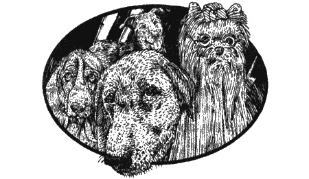 Иллюстрация к книге — Приключения черной таксы [img11.jpg]