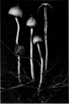 Иллюстрация к книге — Штурмуя небеса. ЛСД и американская мечта [any2fbimgloader31.jpg]