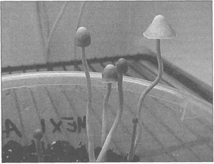 Иллюстрация к книге — Штурмуя небеса. ЛСД и американская мечта [any2fbimgloader46.jpg]