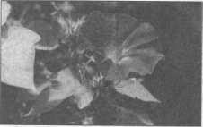 Иллюстрация к книге — Штурмуя небеса. ЛСД и американская мечта [any2fbimgloader58.jpg]