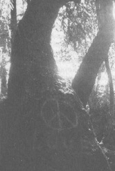 Иллюстрация к книге — Штурмуя небеса. ЛСД и американская мечта [p96.jpg]