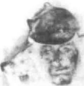 Иллюстрация к книге — Оболганная победа Сталина. Штурм Линии Маннергейма [i_021.jpg]