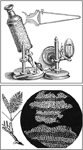 Иллюстрация к книге — Сумерки вампиров. Мифы и правда о вампиризме [i_033.jpg]