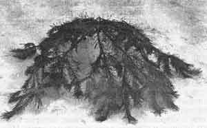 Иллюстрация к книге — Искусство снайпера [image269.jpg]