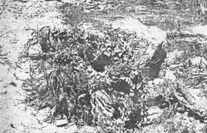 Иллюстрация к книге — Искусство снайпера [image294.jpg]