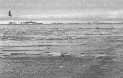 Иллюстрация к книге — Арктические тени Третьего рейха [_19.jpg]