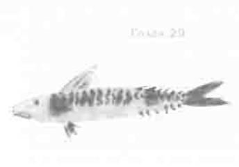 Иллюстрация к книге — Остров в море [any2fbimgloader29.jpg]