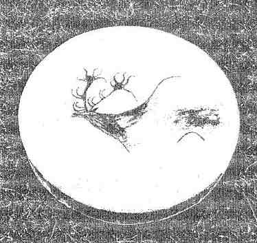 Иллюстрация к книге — Таков ад. Новые расследования старца Аверьяна [i_006.jpg]