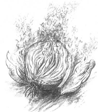 Иллюстрация к книге — Луковица памяти [i_001.jpg]