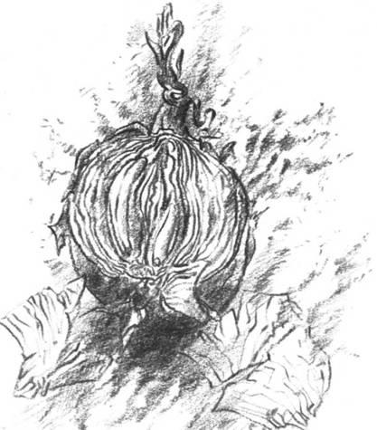 Иллюстрация к книге — Луковица памяти [i_002.jpg]