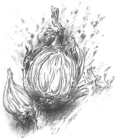 Иллюстрация к книге — Луковица памяти [i_003.jpg]