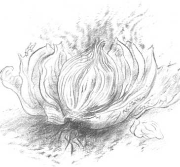 Иллюстрация к книге — Луковица памяти [i_007.jpg]