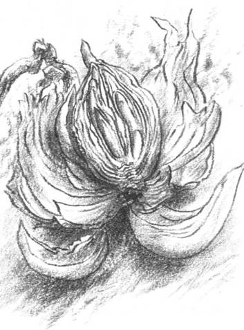 Иллюстрация к книге — Луковица памяти [i_008.jpg]