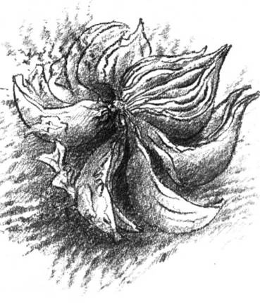 Иллюстрация к книге — Луковица памяти [i_009.jpg]