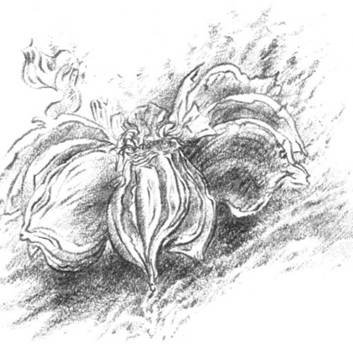 Иллюстрация к книге — Луковица памяти [i_010.jpg]