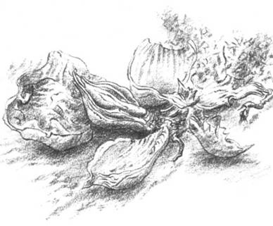 Иллюстрация к книге — Луковица памяти [i_011.jpg]