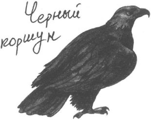 Иллюстрация к книге — Книга птиц Восточной Африки [i_001.jpg]