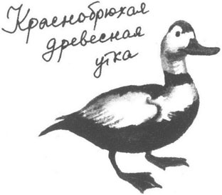 Иллюстрация к книге — Книга птиц Восточной Африки [i_005.jpg]