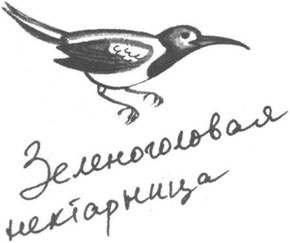 Иллюстрация к книге — Книга птиц Восточной Африки [i_009.jpg]