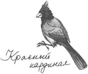 Иллюстрация к книге — Книга птиц Восточной Африки [i_013.jpg]