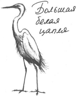 Иллюстрация к книге — Книга птиц Восточной Африки [i_015.jpg]