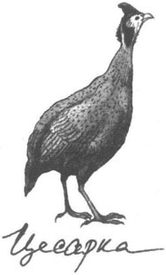 Иллюстрация к книге — Книга птиц Восточной Африки [i_019.jpg]