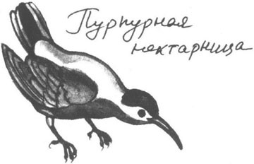 Иллюстрация к книге — Книга птиц Восточной Африки [i_020.jpg]