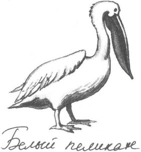 Иллюстрация к книге — Книга птиц Восточной Африки [i_023.jpg]