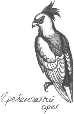 Иллюстрация к книге — Книга птиц Восточной Африки [i_027.jpg]