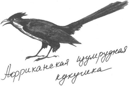 Иллюстрация к книге — Книга птиц Восточной Африки [i_028.jpg]