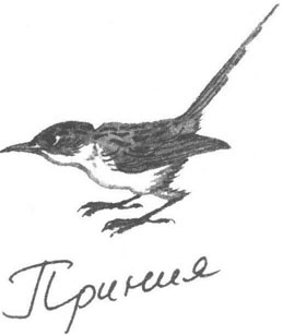 Иллюстрация к книге — Книга птиц Восточной Африки [i_029.jpg]