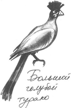 Иллюстрация к книге — Книга птиц Восточной Африки [i_032.jpg]