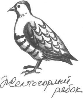Иллюстрация к книге — Книга птиц Восточной Африки [i_034.jpg]